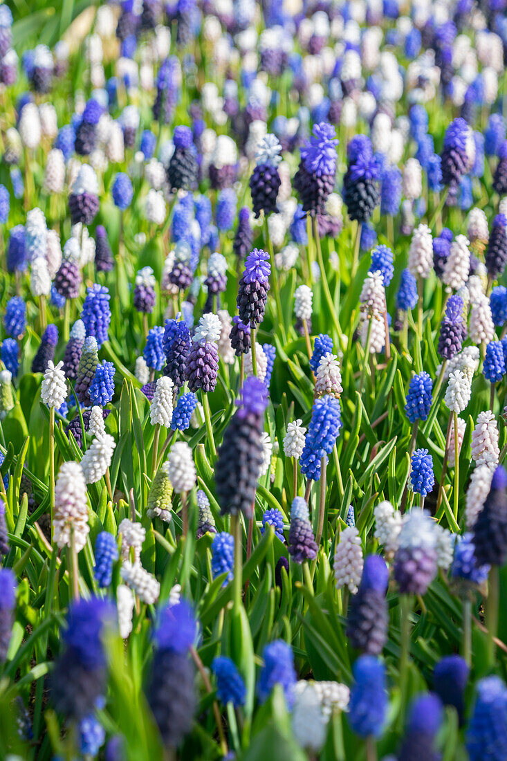 Muscari mixed