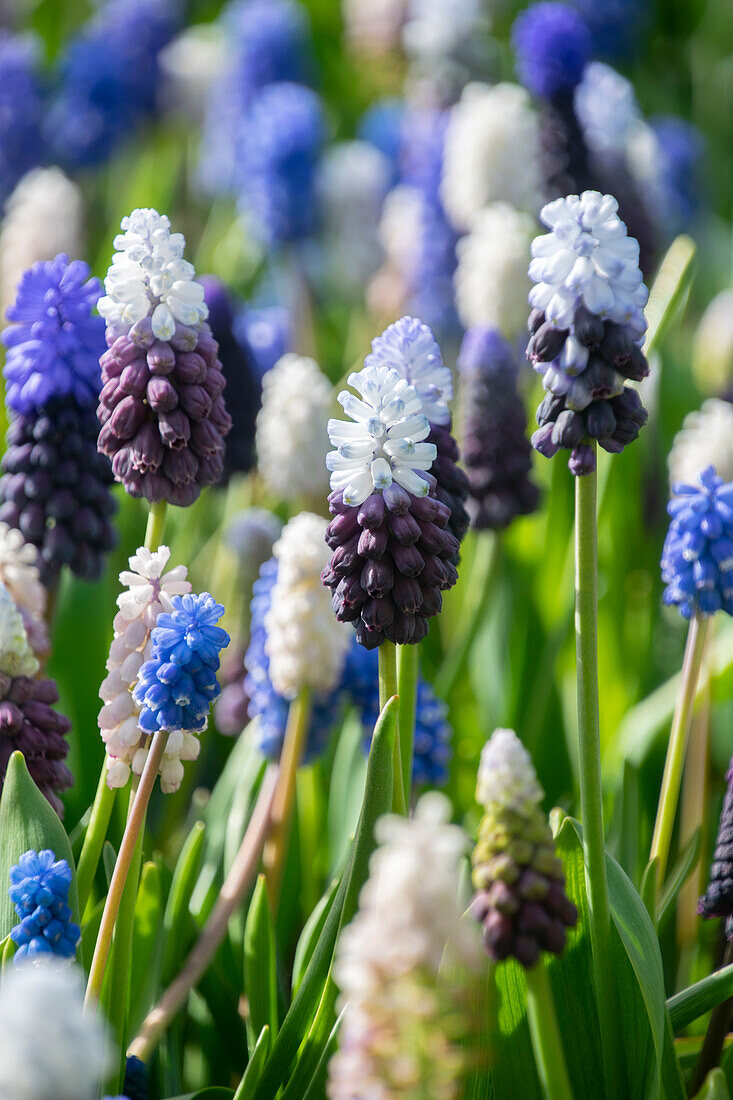 Traubenhyazinthe (Muscari) gemischt