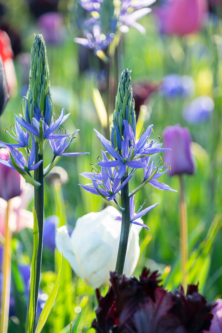 Leichtlin-Prärielilie (Camassia leichtlinii), Passionsblume (Caerulea)