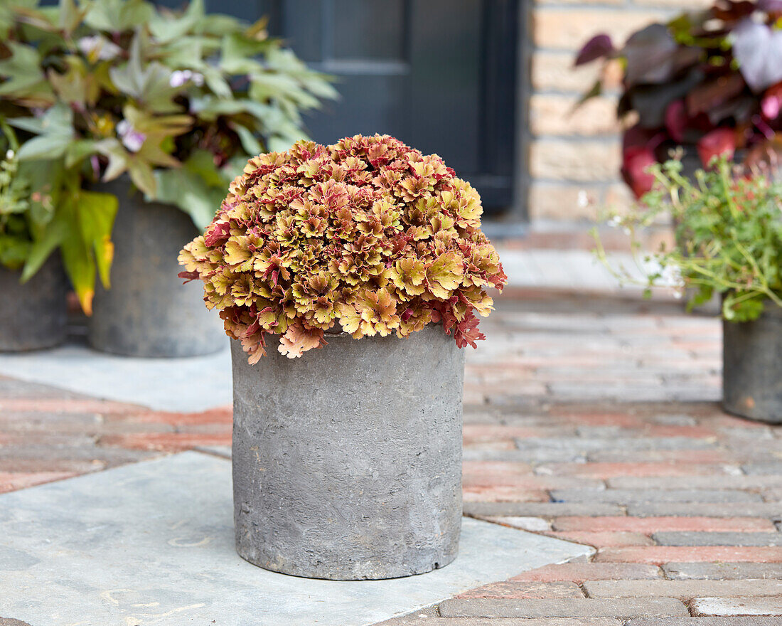 Purpurglöckchen (Heuchera) 'Frilly'