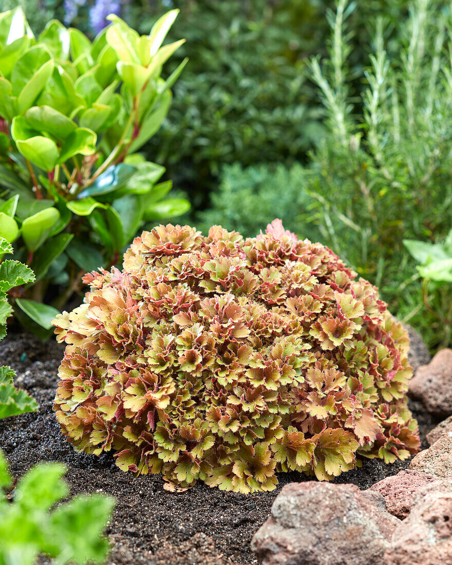 Heuchera Frilly