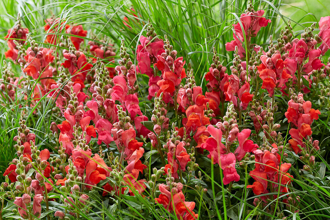 Antirrhinum majus combination