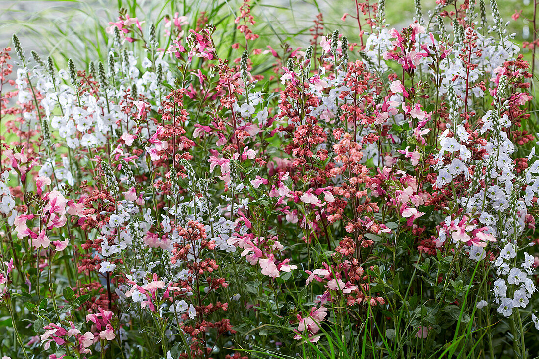 Pink perennial combination