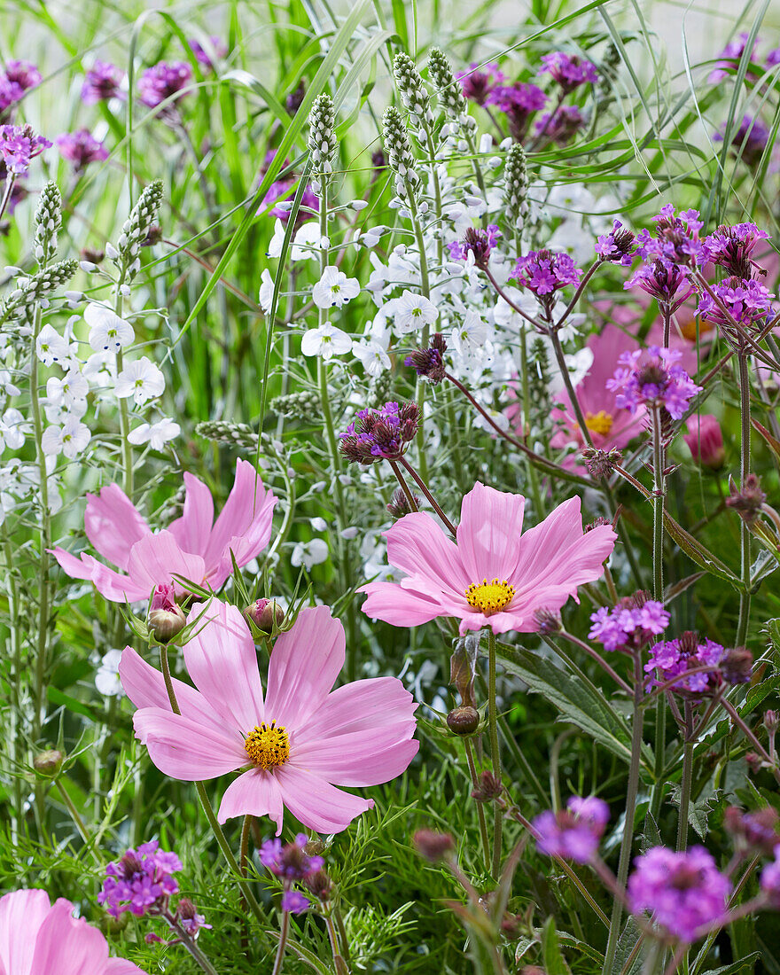 Schmuckkörbchen (Cosmos bipinnatus), Enzian-Ehrenpreis (Veronica gentianoides), Steifes Eisenkraut (Verbena rigida)