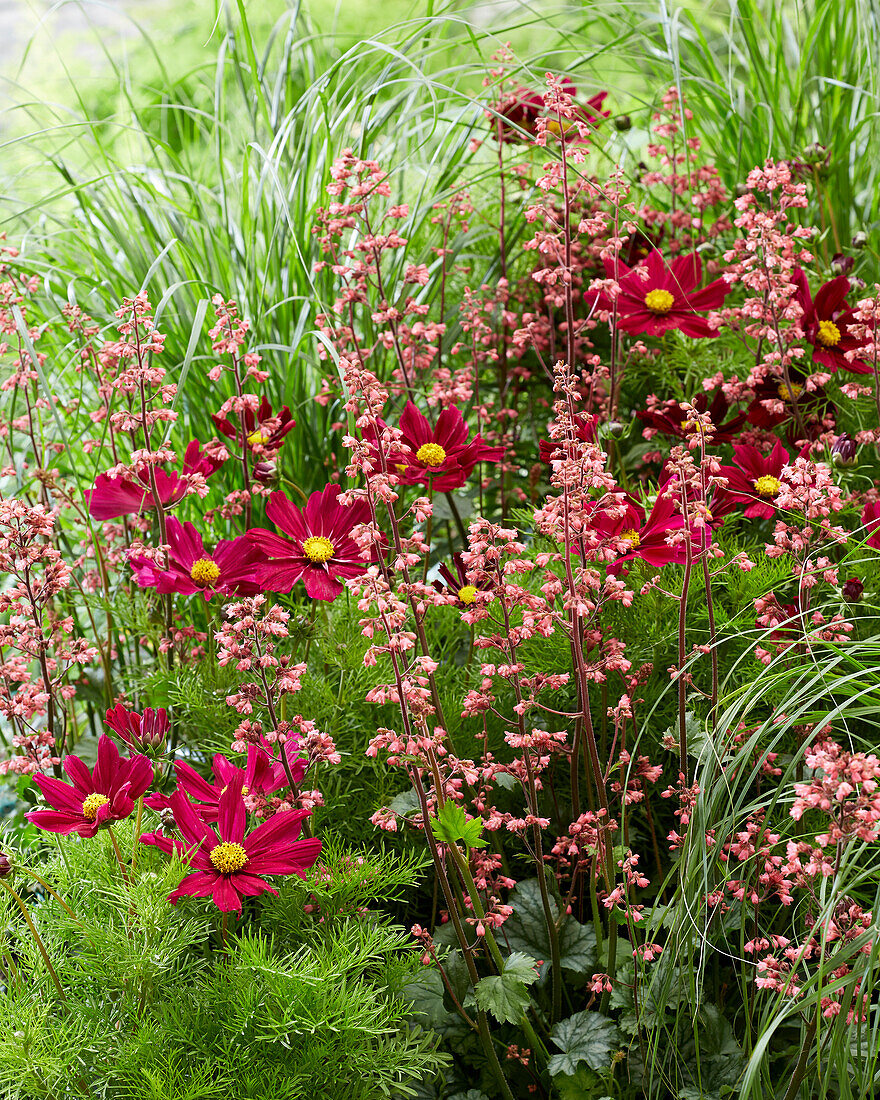 Schmuckkörbchen (Cosmos bipinnatus), Purpurglöckchen (Heuchera) 'Paris', Lampenputzergras (Pennisetum alopecuroides) 'Hameln'