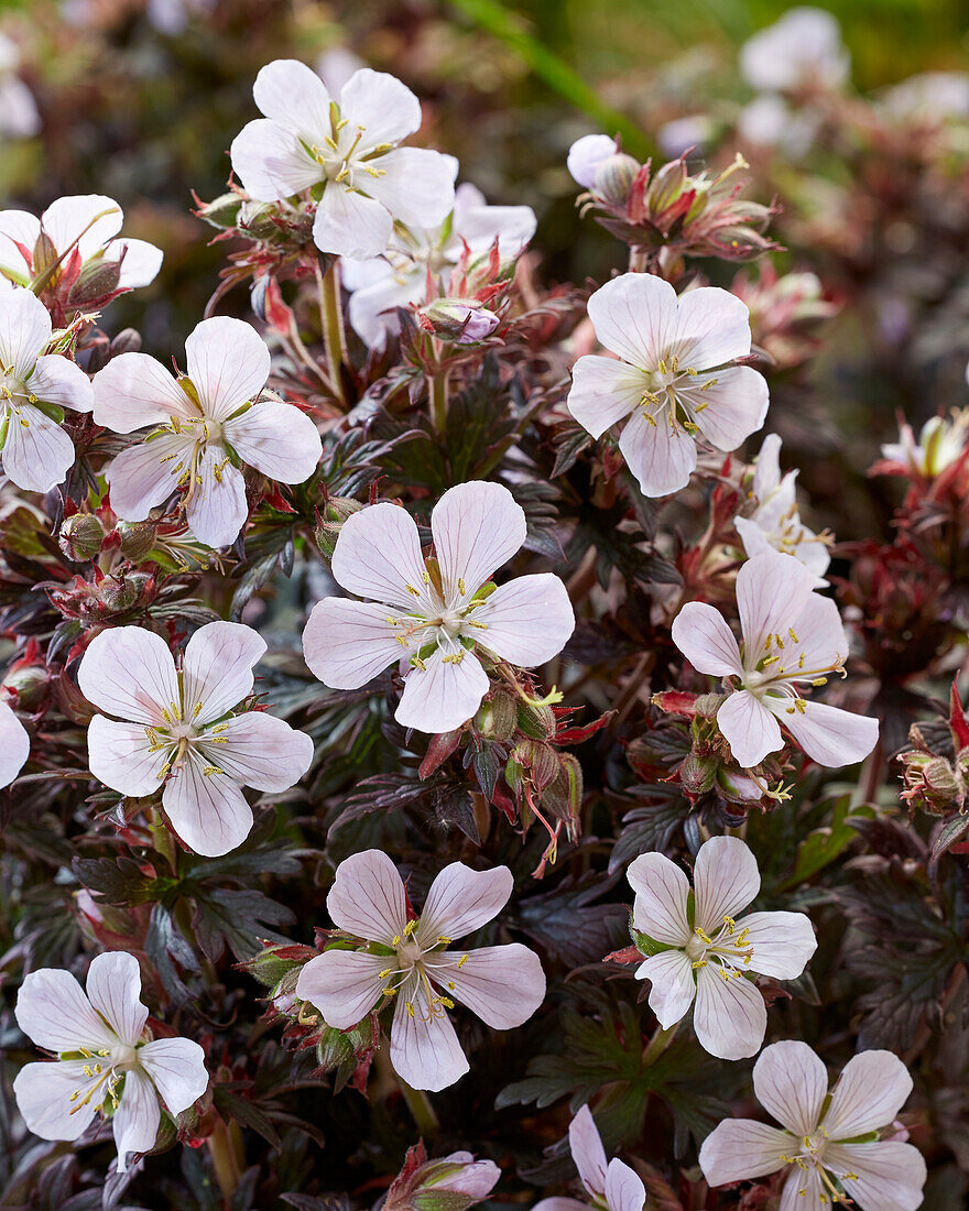 Geranium pratense Black 'n' White Army