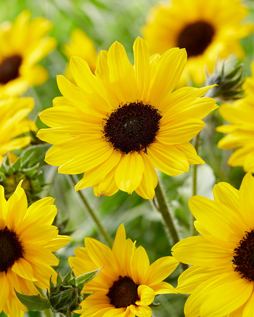 Helianthus annuus Sunblast