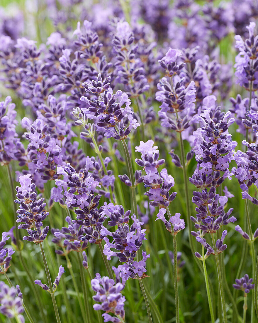 Echter Lavendel (Lavandula angustifolia)