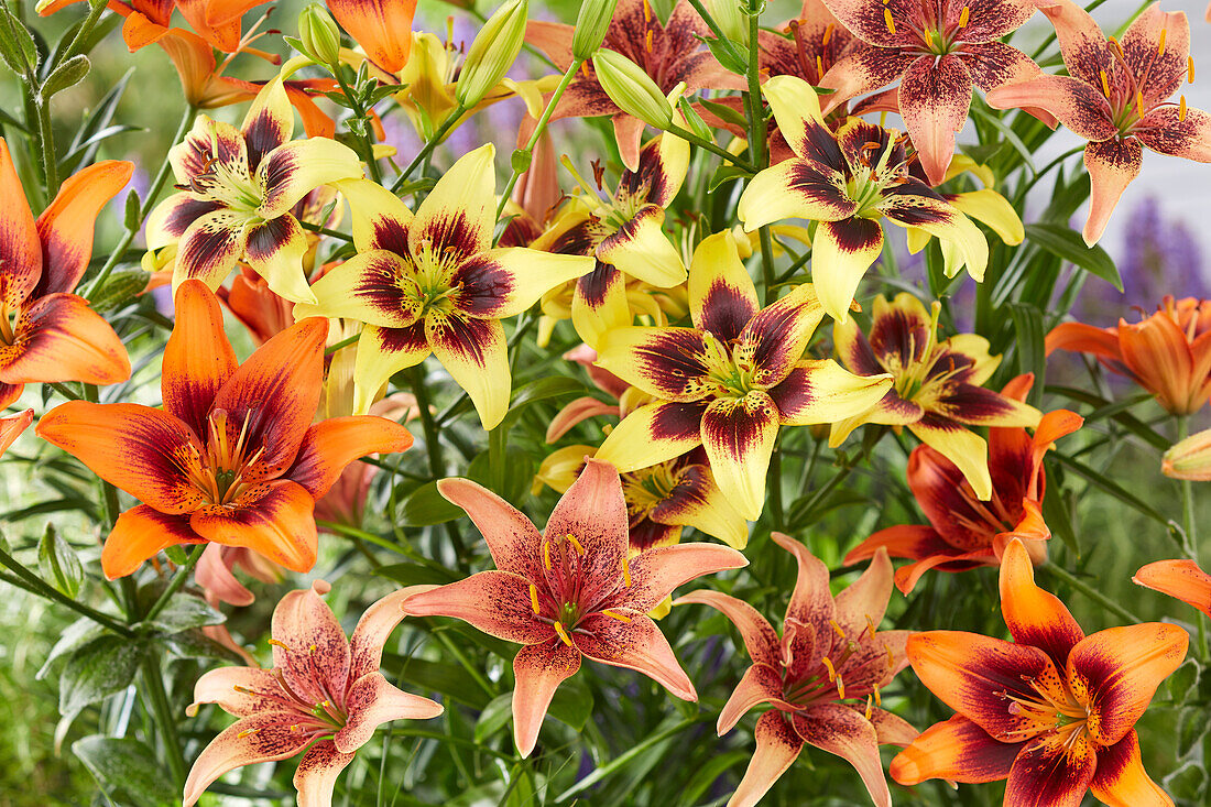 Lilie (Lilium) 'Pieton', 'Twosome', 'Whistler'