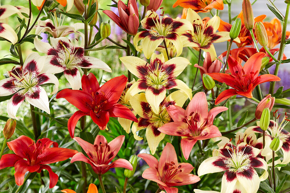 Lilium asiatic mix