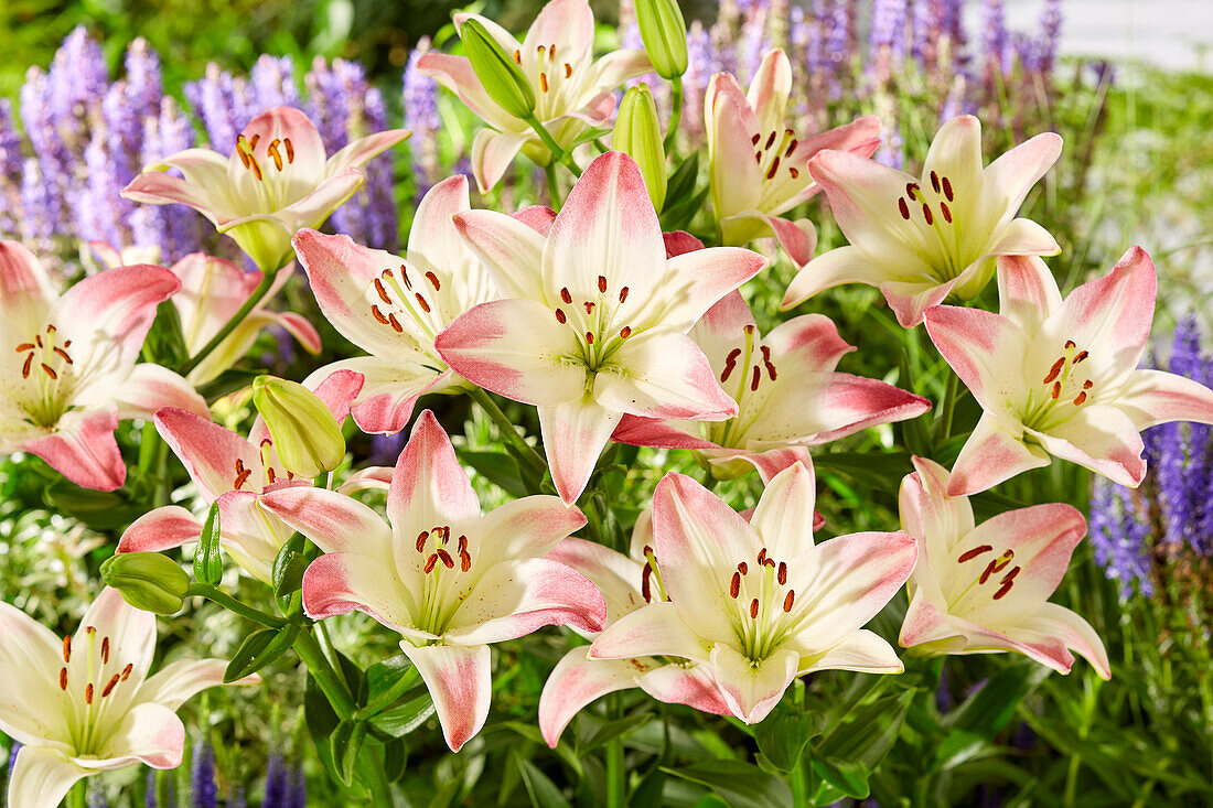 Lilie (Lilium) 'Lollypop'