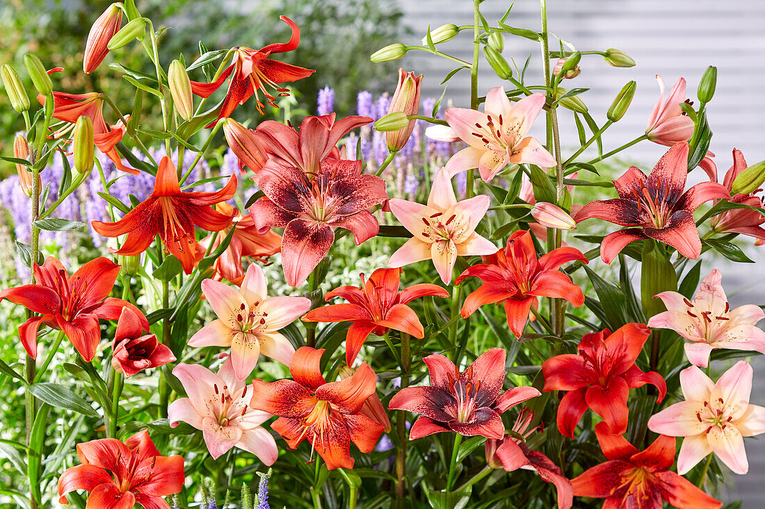 Asiatische Lilie (Lilium asiatic), Mischung