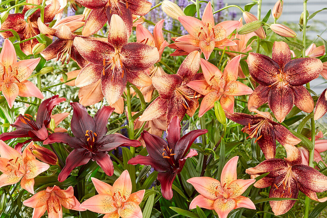 Asiatische Lilie (Lilium asiatic), Mischung