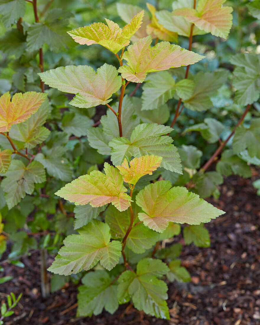 Schneeballblättrige Blasenspiere (Physocarpus opulifolius) 'Magic Ball®'