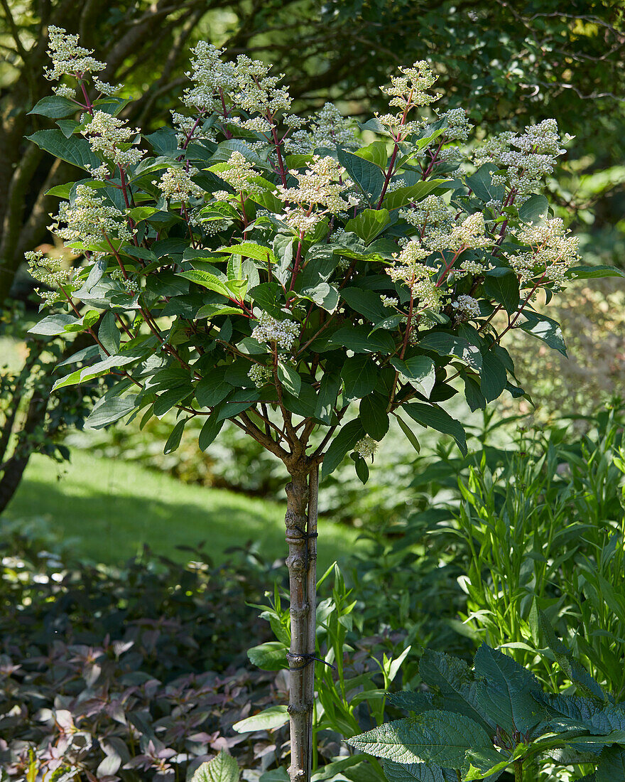 Hydrangea paniculata Early Harry®