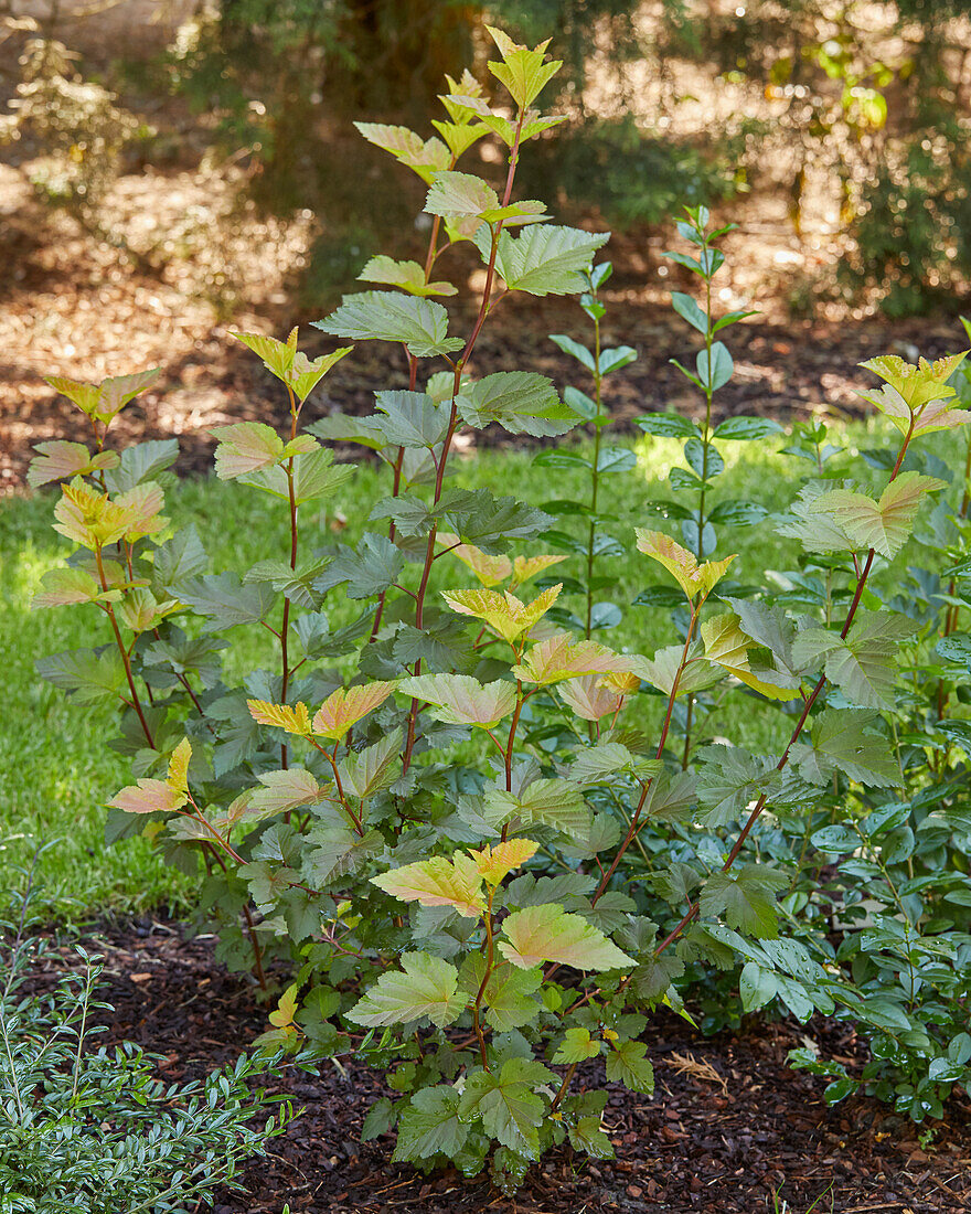 Physocarpus opulifolius Magic Ball®