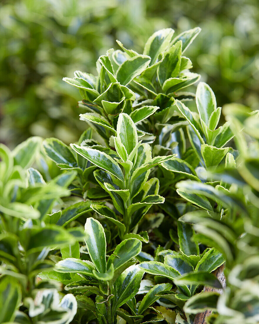 Japanischer Spindelstrauch (Euonymus japonicus)'Golden Rocket'