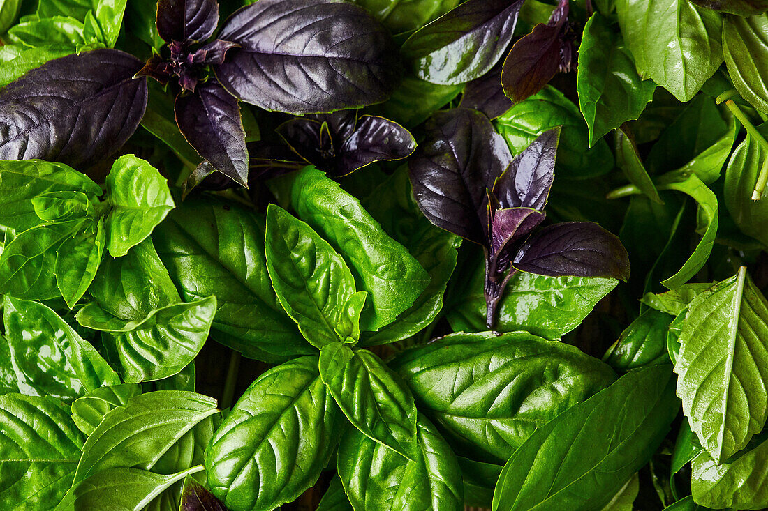 Red and green basil (picture-filling)