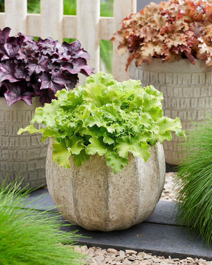 Heuchera Limeberry, Heuchera Lime Berry