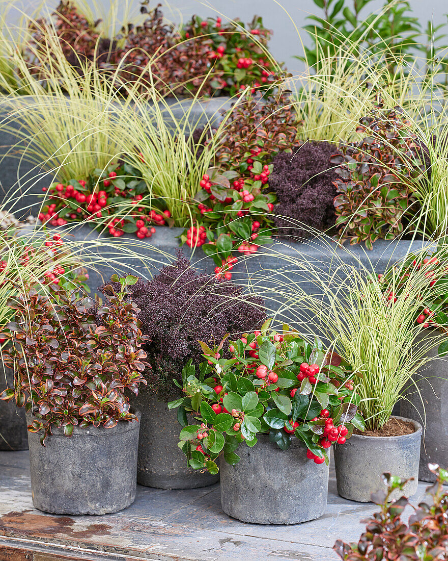 Mixed shrubs and perennials