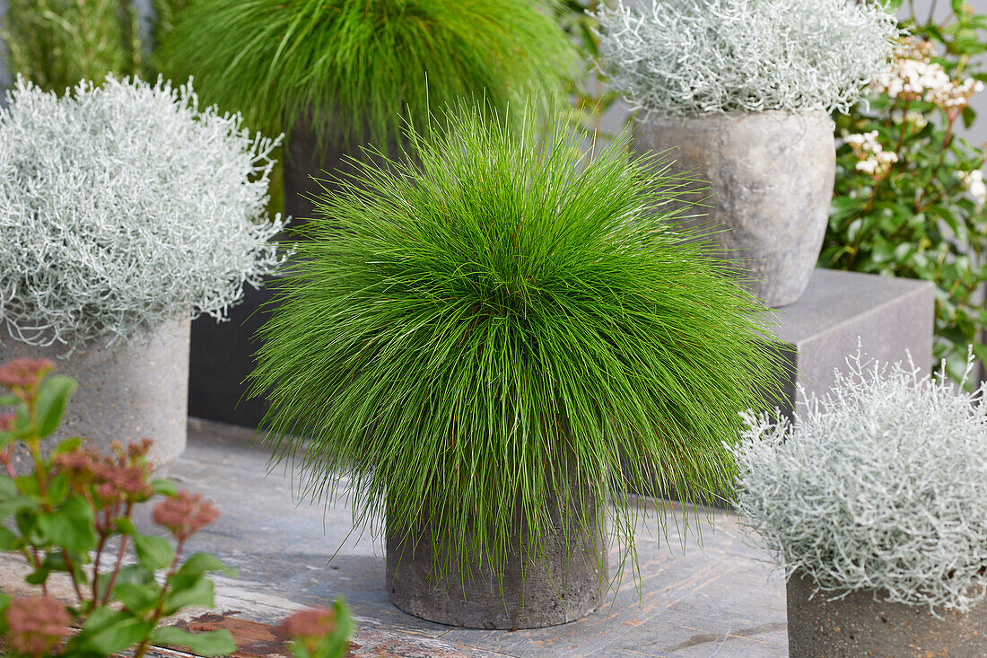 Ornamental grass