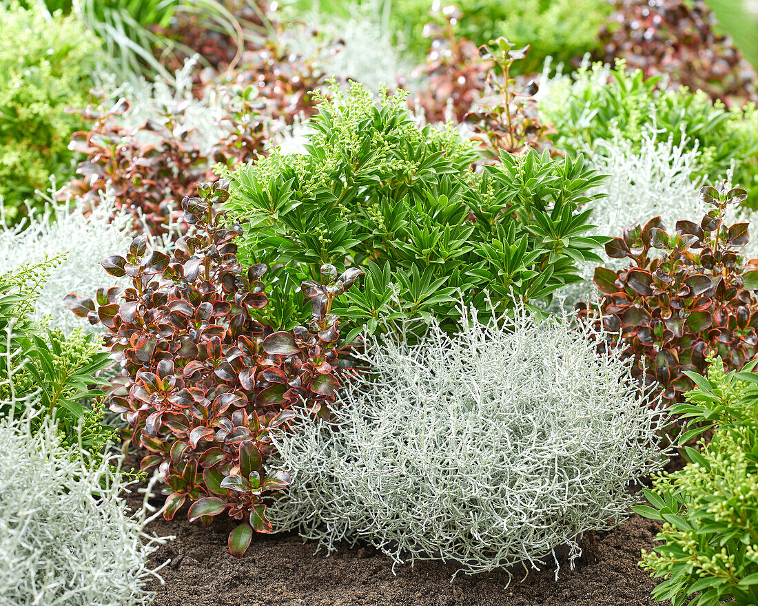 Mixed shrubs