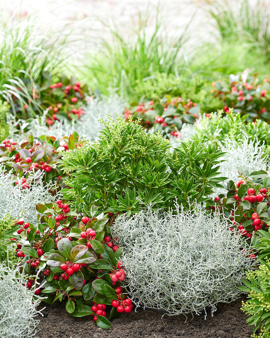 Mixed shrubs