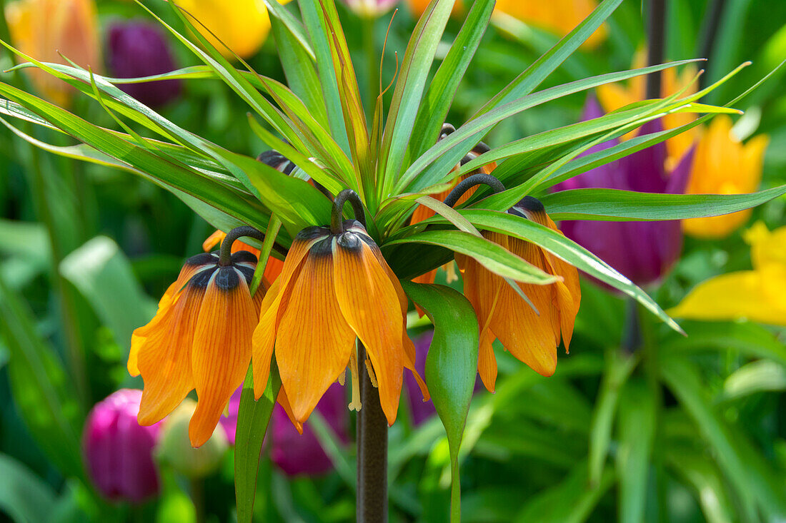 Kaiserkrone (Fritillaria)'Sunset'