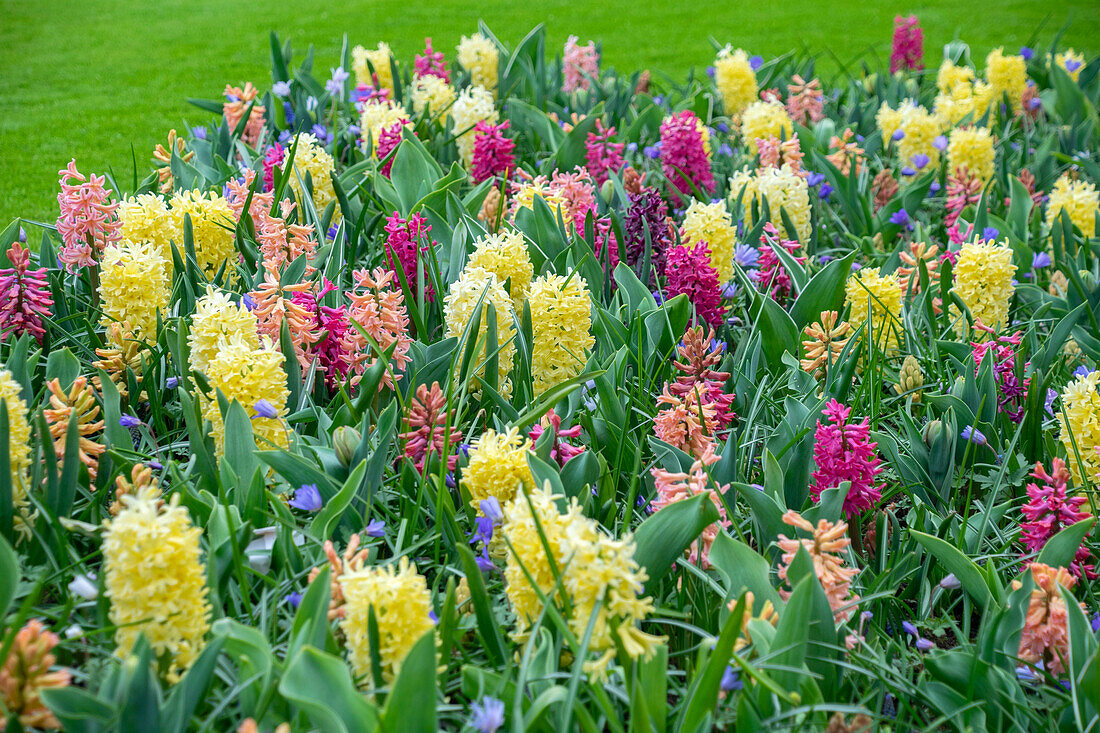 Spring flower mix