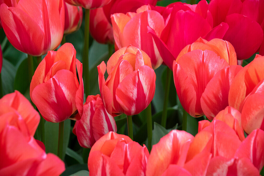 Tulpe (Tulipa) 'Spryng', ' Spryng Break'