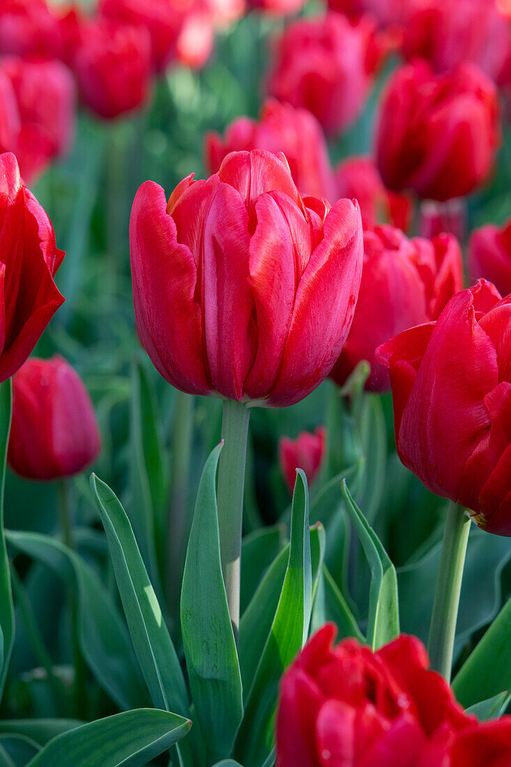 Tulpe (Tulipa) 'Red Foxtrot'