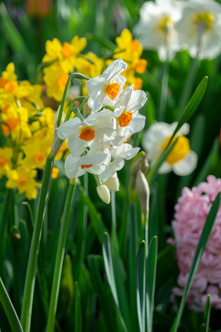 Narcissus Geranium