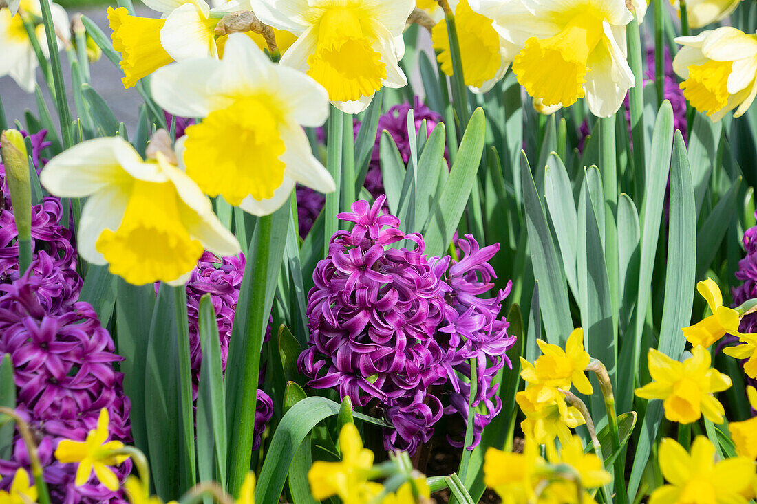 Hyacinthus Purple Sensation