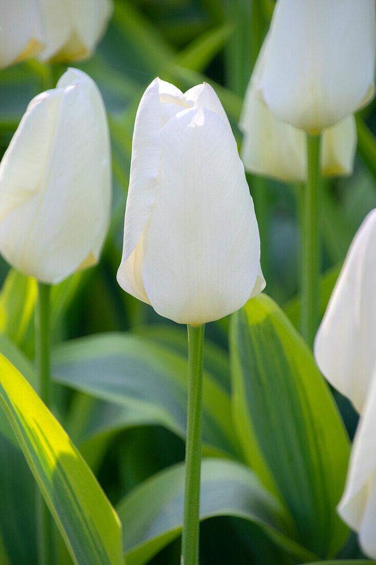 Tulipa Purissima Blonde