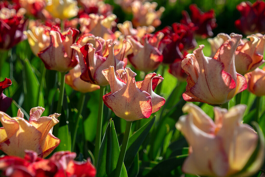 Tulipa Striped Crown