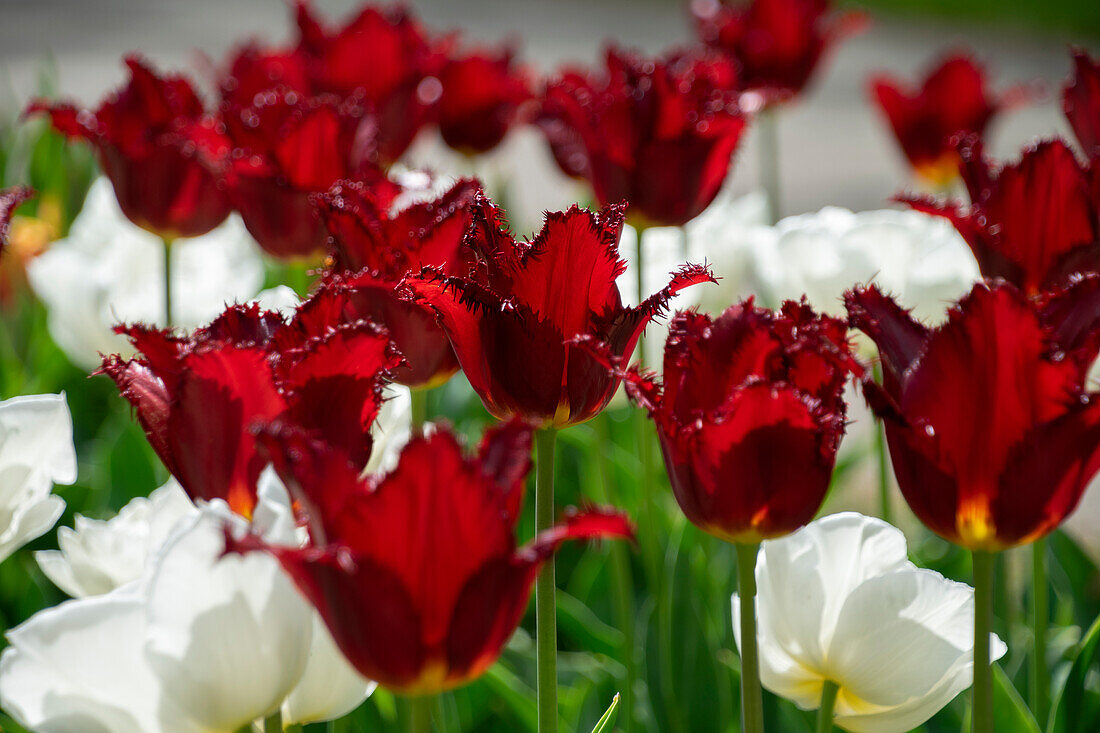 Tulipa Pacific Pearl