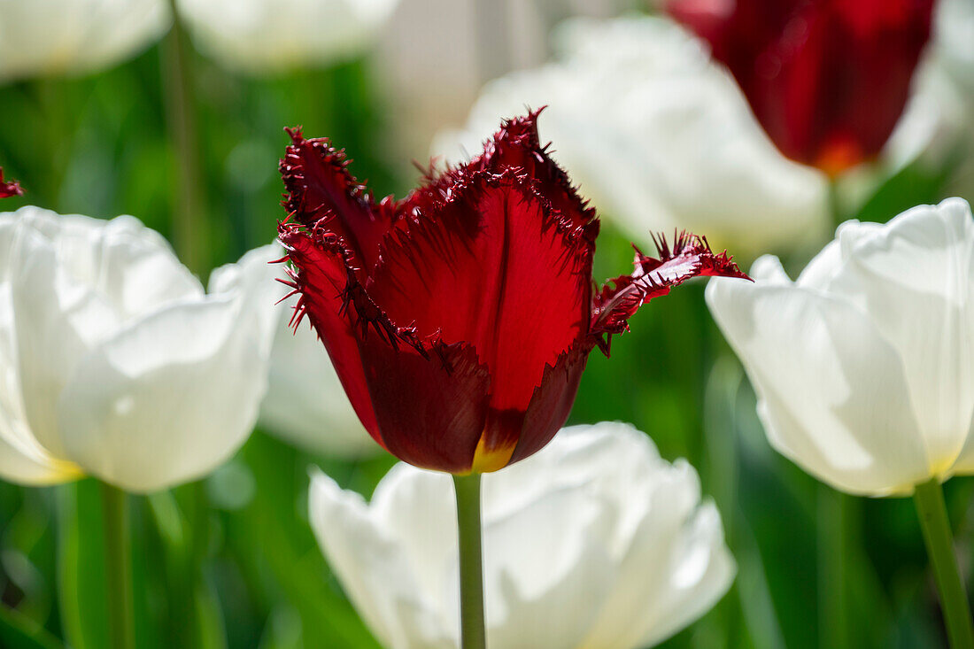 Tulipa Pacific Pearl