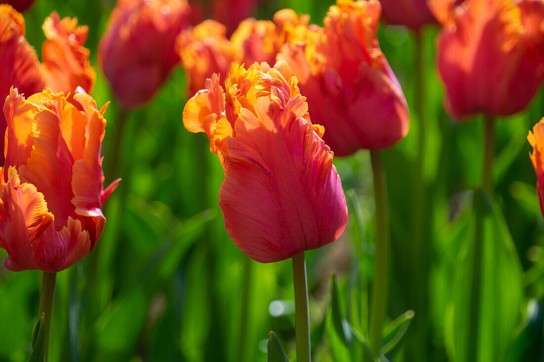 Tulpe (Tulipa) 'Amazing Parrot'