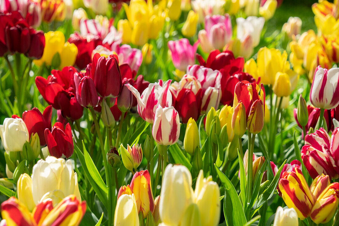 Tulpe (Tulipa) 'Club', Mischung