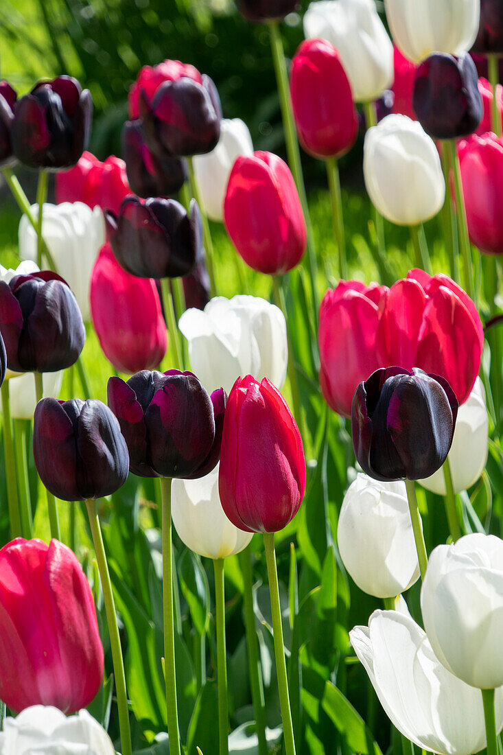 Mixed tulips