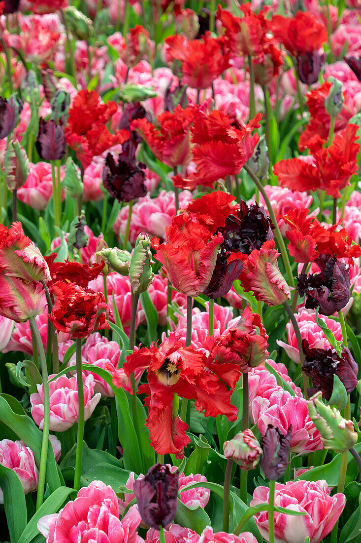 Verschiedene Papageien-Tulpen (Tulipa) im Beet