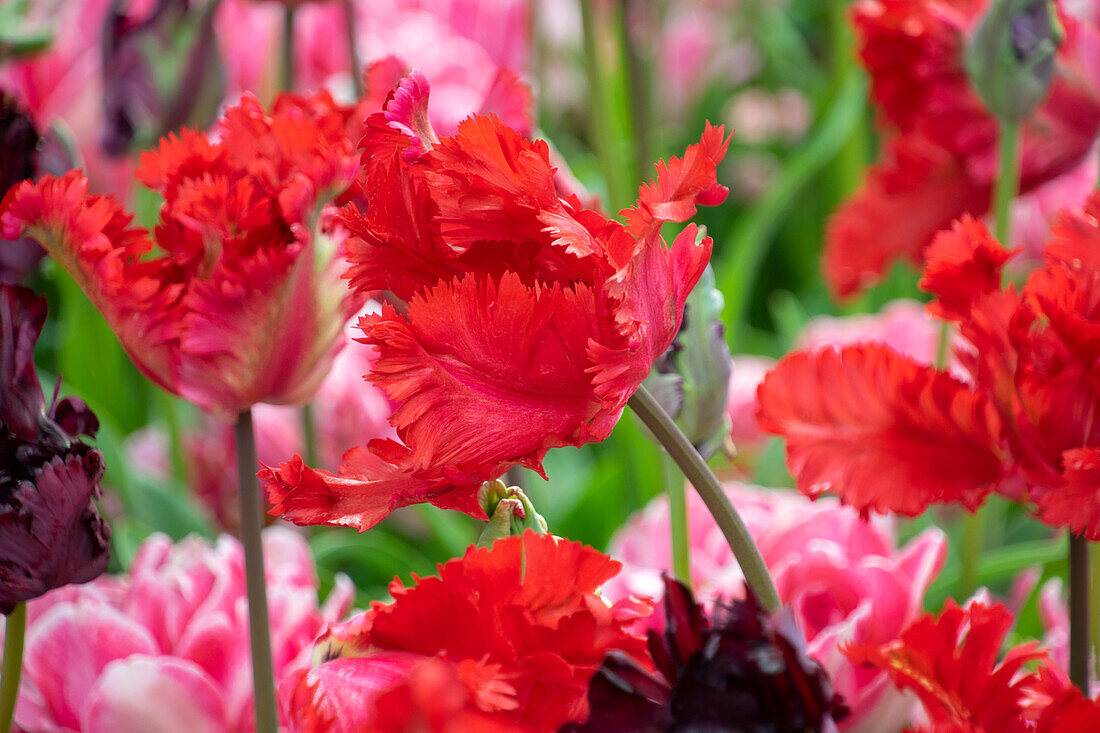 Tulpe (Tulipa) 'Garden Fire'