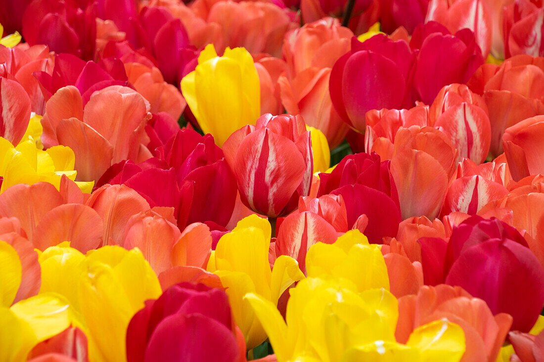 Tulipa mix