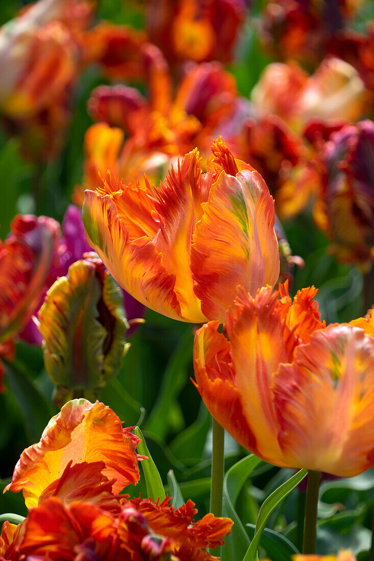 Tulpe (Tulipa) 'Parrot King'