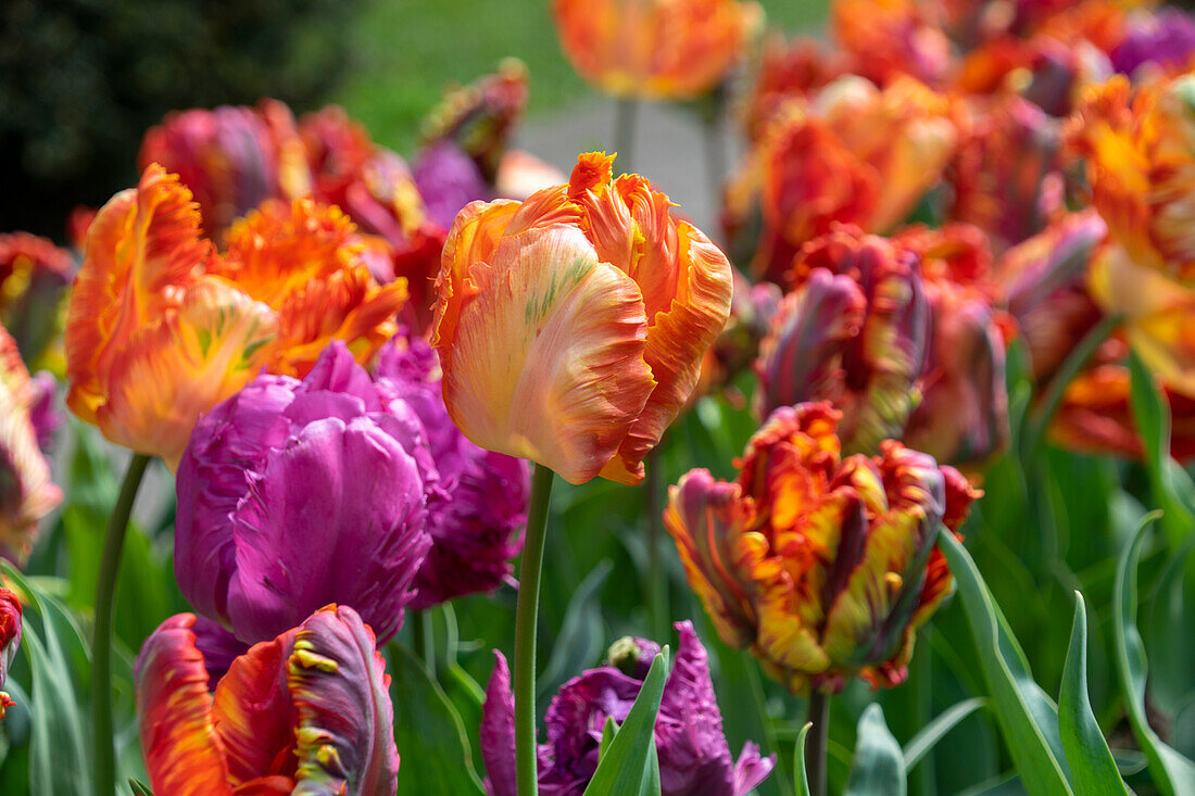 Tulpe (Tulipa) 'Parrot', Mischung