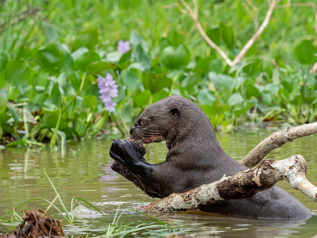 Ausgewachsener Riesen-Flussotter (Pteronura brasiliensis), beim Fressen eines Fisches am Rio Tres Irmao, Mato Grosso, Pantanal, Brasilien, Südamerika