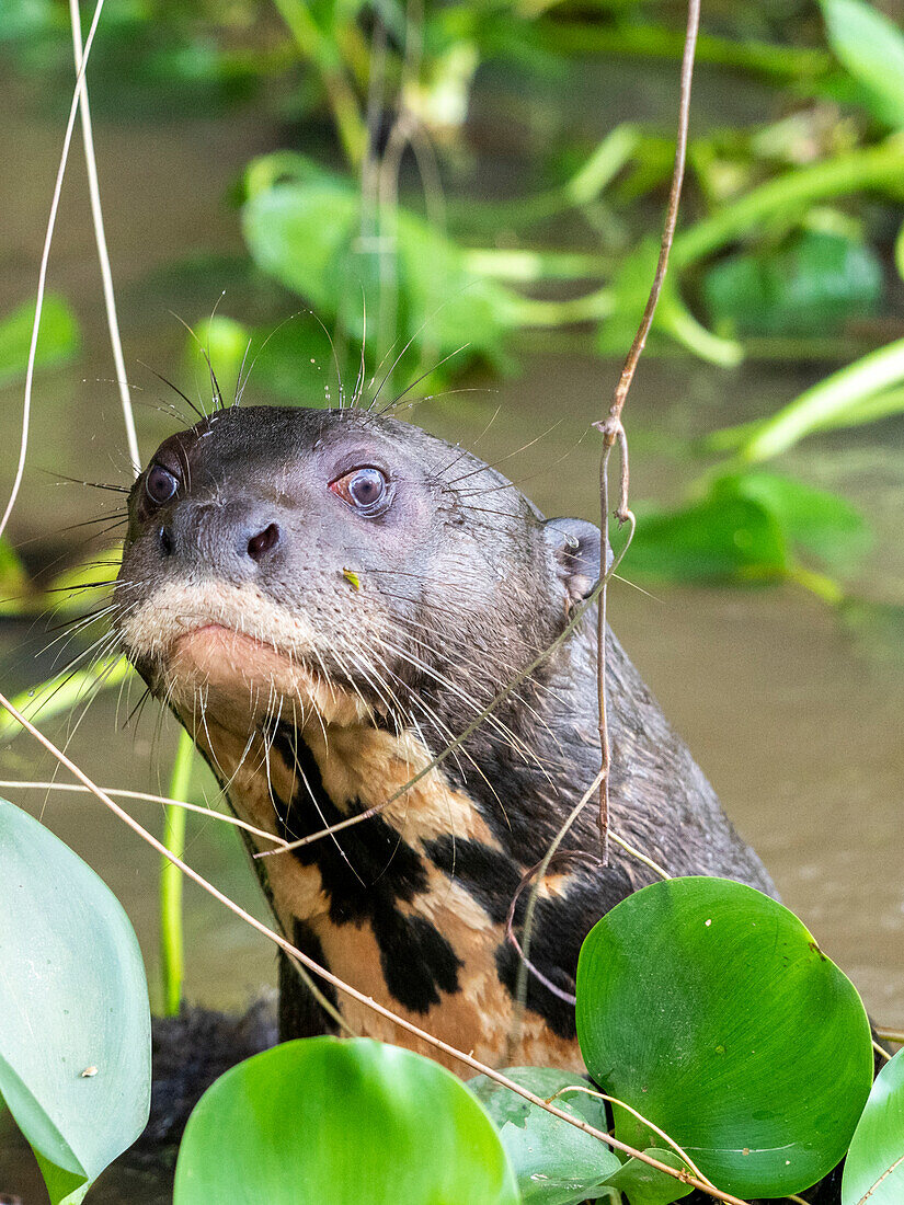 Ein neugieriger erwachsener Riesen-Flussotter (Pteronura brasiliensis), am Rio Nego, Mato Grosso, Pantanal, Brasilien, Südamerika