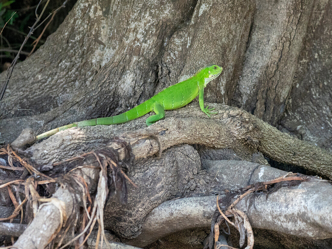 Ausgewachsener Grüner Leguan (Iguana iguana), sonnt sich am Ufer des Rio Tres Irmao, Mato Grosso, Pantanal, Brasilien, Südamerika