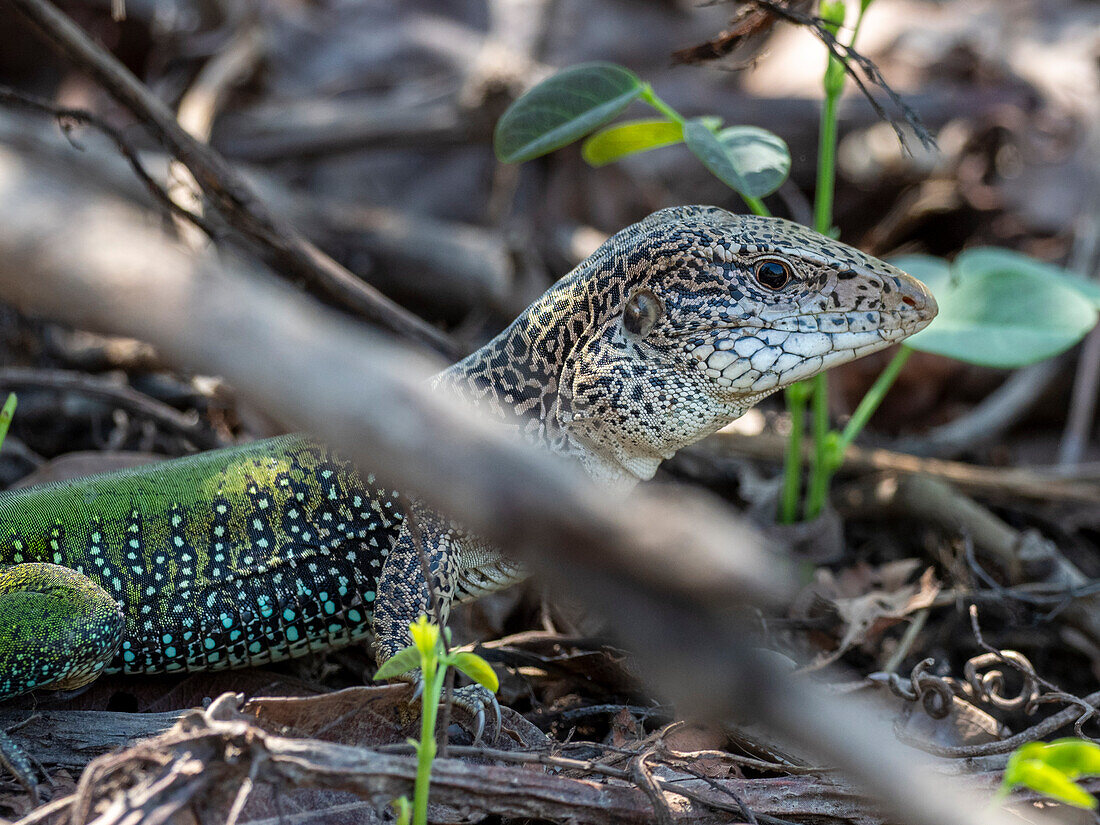 Adult Amazon whiptail (Ameiva ameiva), basking in the sun at Pouso Allegre, Mato Grosso, Pantanal, Brazil, South America