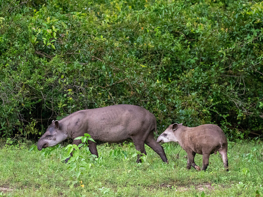 Südamerikanischer Tapir (Tapirus terrestris), Mutter und Kalb am Pouso Allegre, Mato Grosso, Pantanal, Brasilien, Südamerika